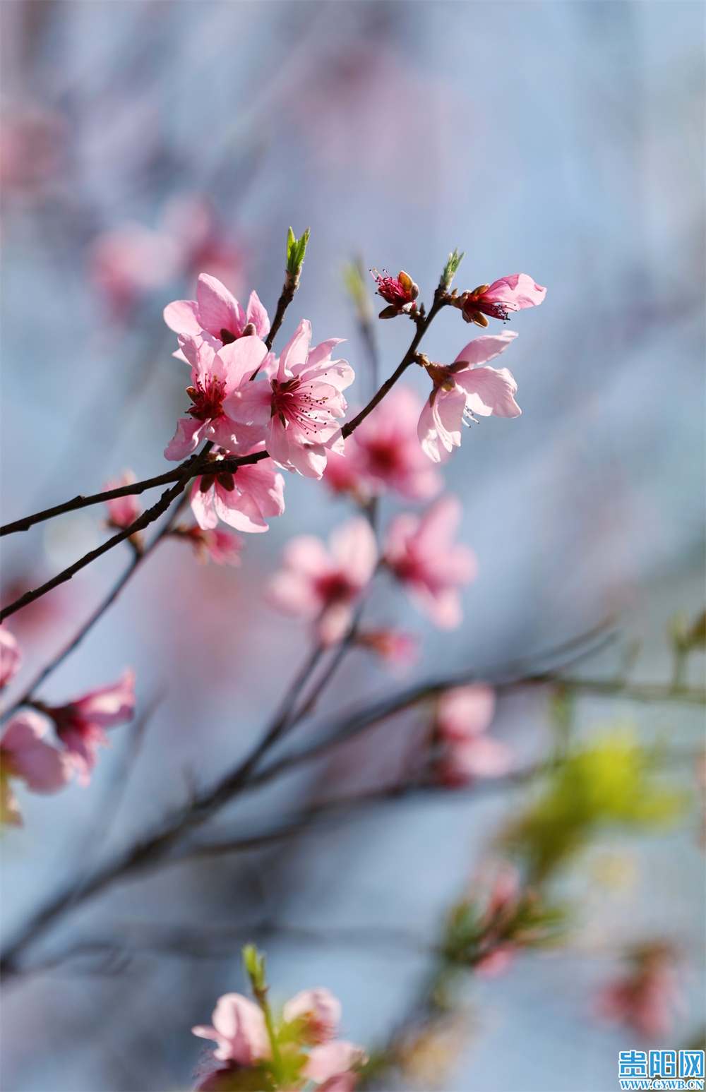 繁花盛开，属于贵阳的初春壁纸来啦
