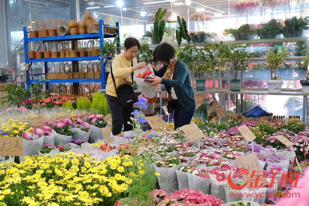 广州年花的品种名称价格,今年广州花卉市场行情