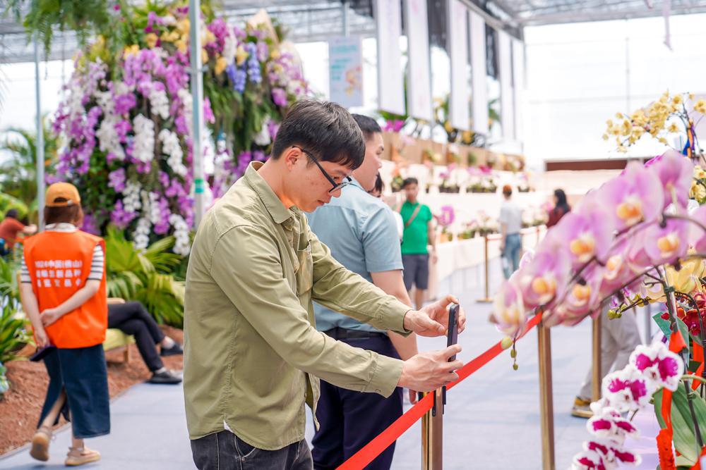 蝴蝶兰新品种交易会,2024广州蝴蝶兰新品种展览会大吗