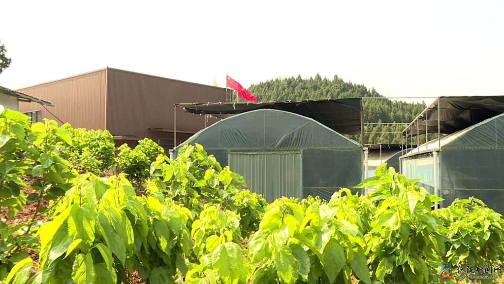 建坤种植黑木耳专业合作社,黑木耳种植助脱贫