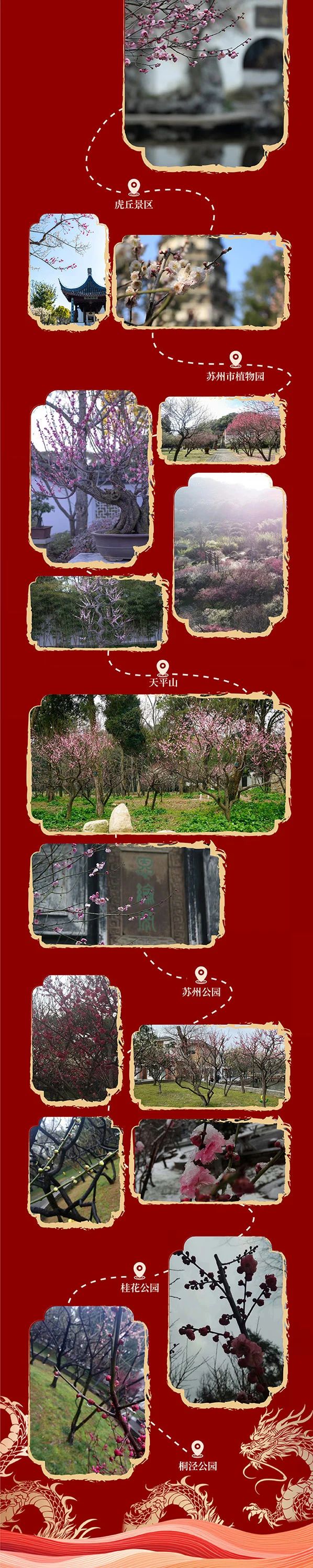 苏州香雪海梅花最佳观赏期,苏州赏梅花的最佳户外线路