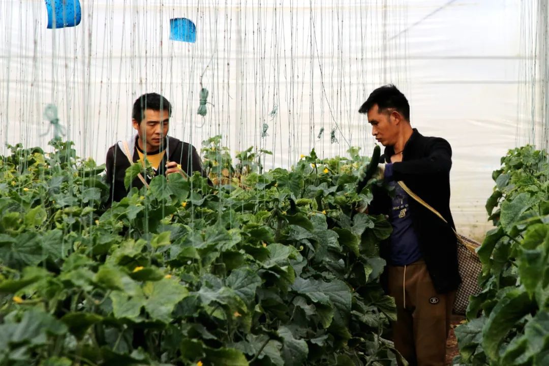 大理弥渡黄瓜苗,弥渡特产瓜