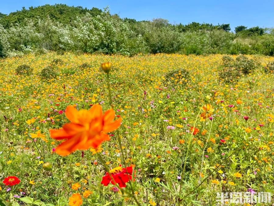 青岛老虎山公园现状,老虎山公园李沧改造