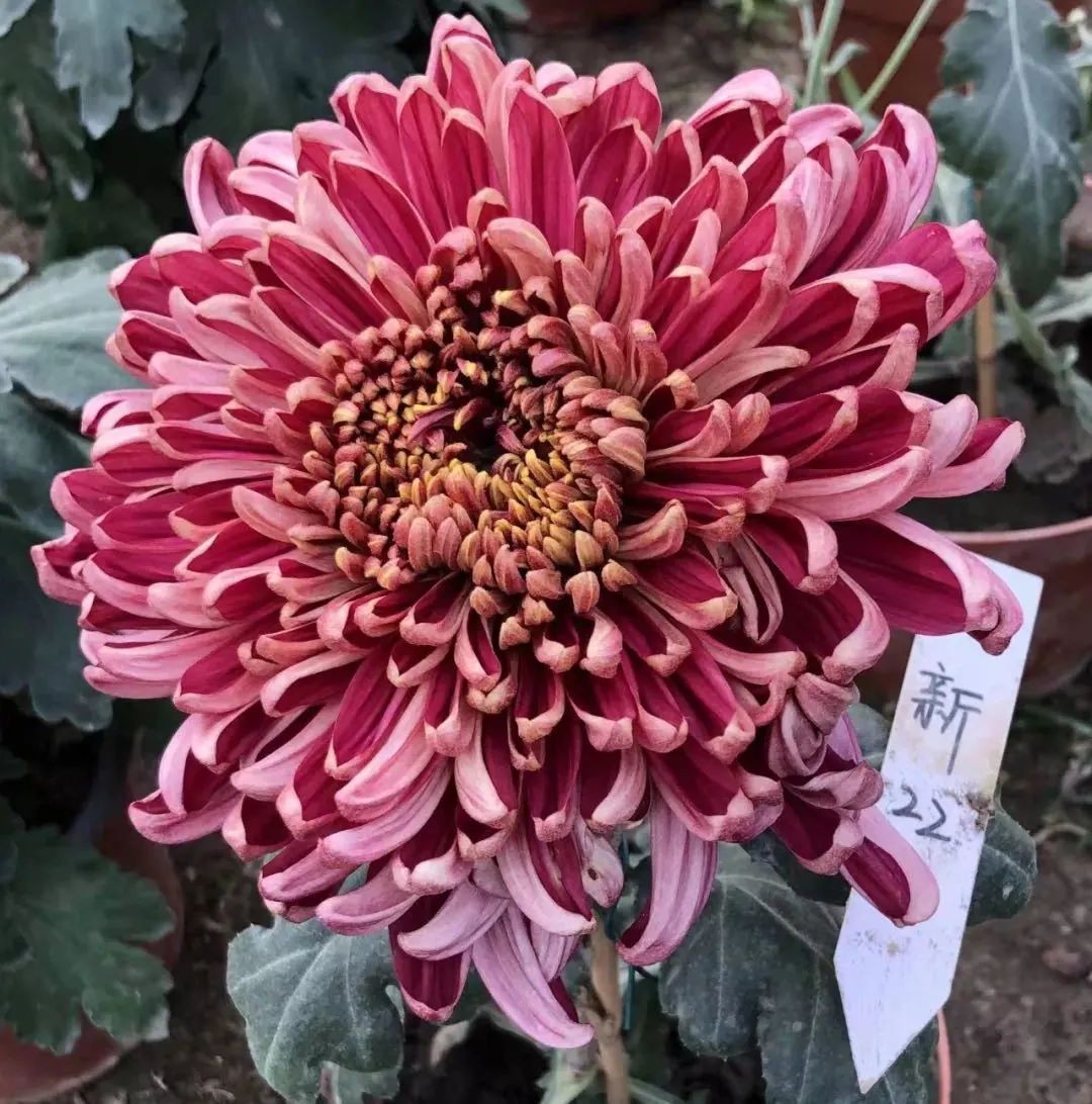 「双11」寒潮来袭检验是否空军，什么用蚯蚓也能上草鱼？