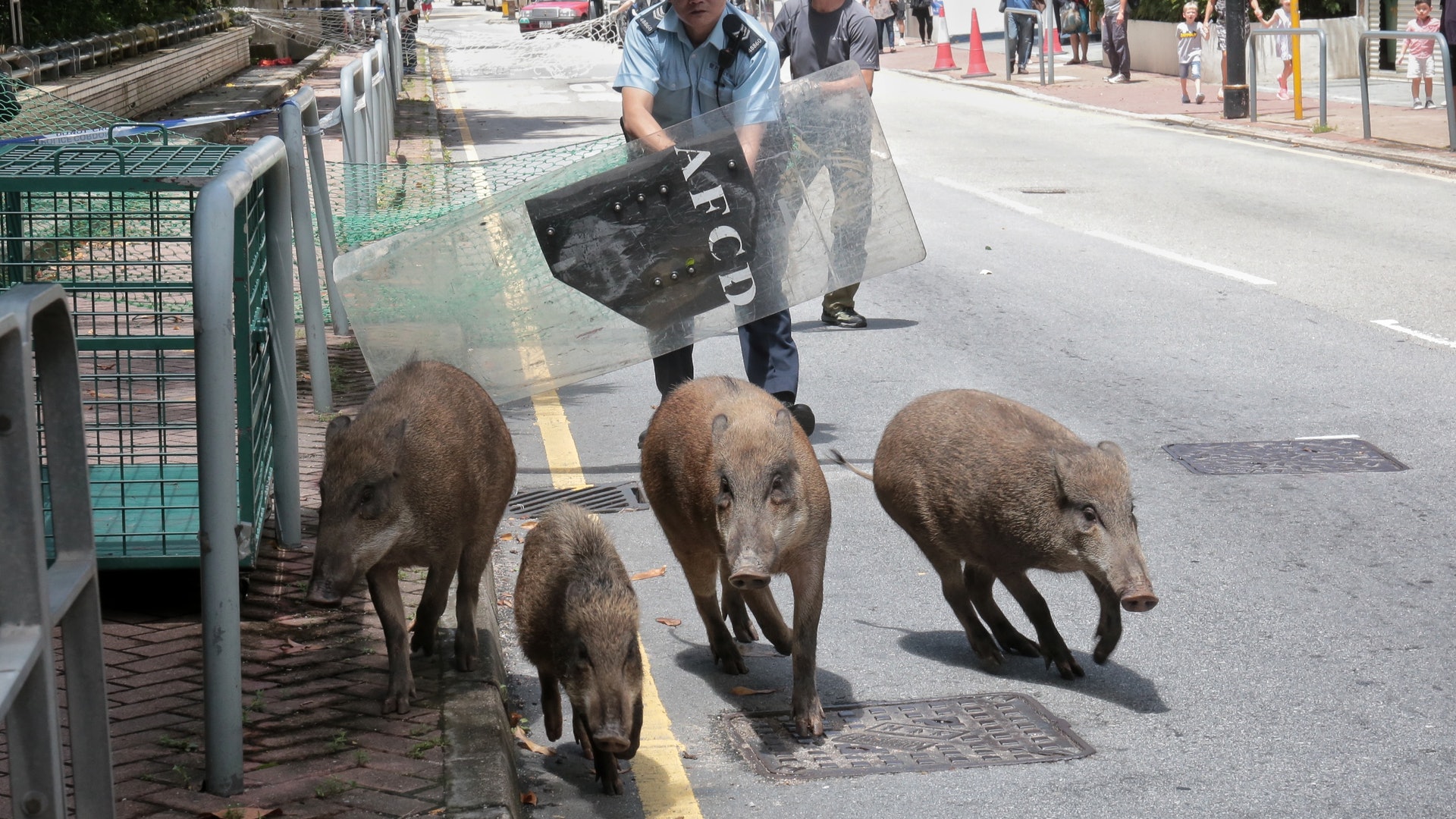 香港毁灭千多仓鼠！抗疫不力宠物也遭殃，小朋友的世界愁云惨雾
