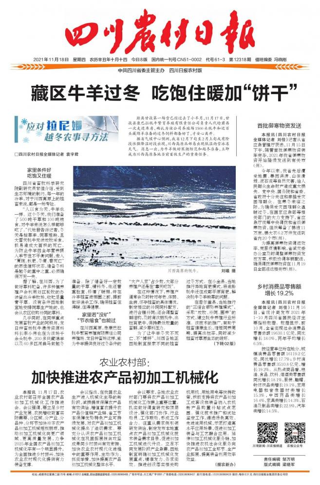 藏区牛过冬吃干草,藏区牧民吃喝