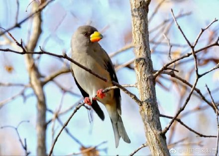 早起的鸟儿有虫吃下一句是啥,早起的鸟儿有虫吃