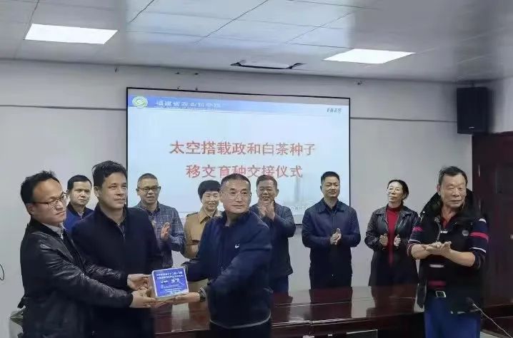 政和白茶顺应天时,政和白茶的种植方法