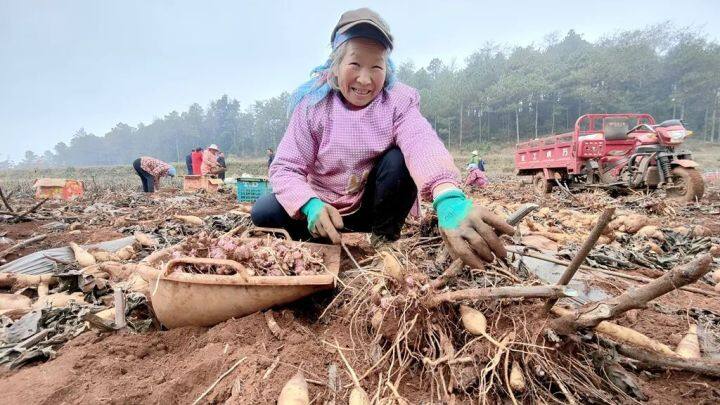 高山雪莲果丰收了,雪莲果丰收时节