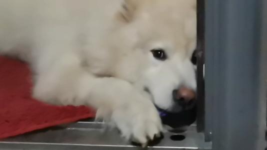 消防下井救萨摩耶,萨摩耶被卡防盗门被消防员救