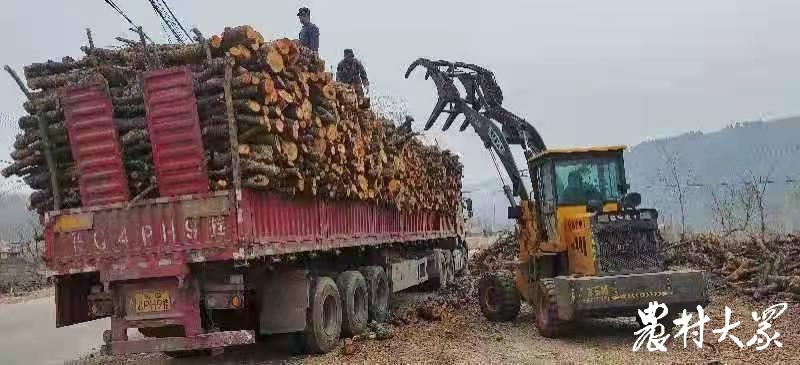 老苹果树怎么处理,老苹果树咋样