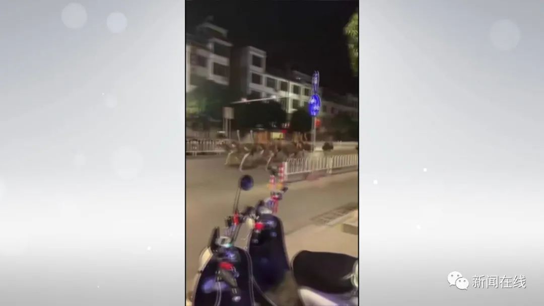 视频广西数十只鸵鸟凌晨上街狂奔,广西街头成群鸵鸟越狱街头狂奔