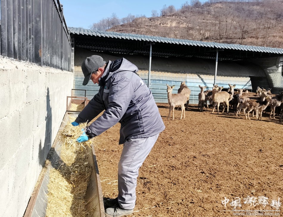 听着呦呦鹿鸣声踏上致富小康路