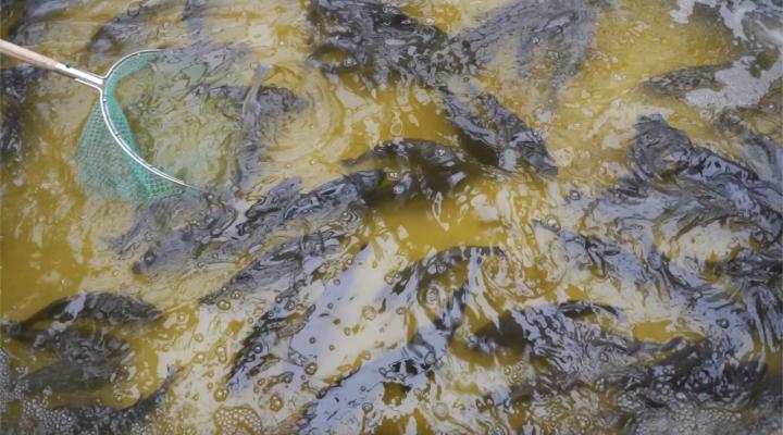 德清：“农业梦工厂”鱼菜卖断货