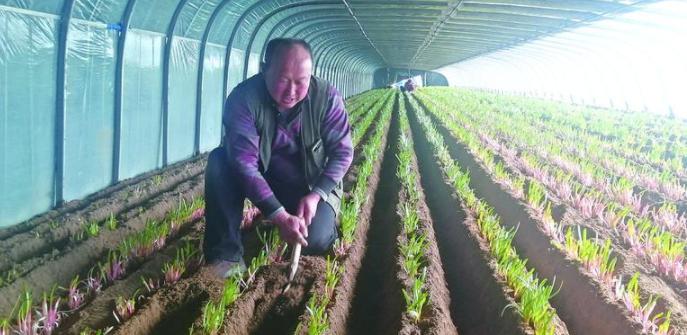 新春走基层｜龙口东江街道毡王村新思维创出高效益！韭菜每斤30多元还供不应求