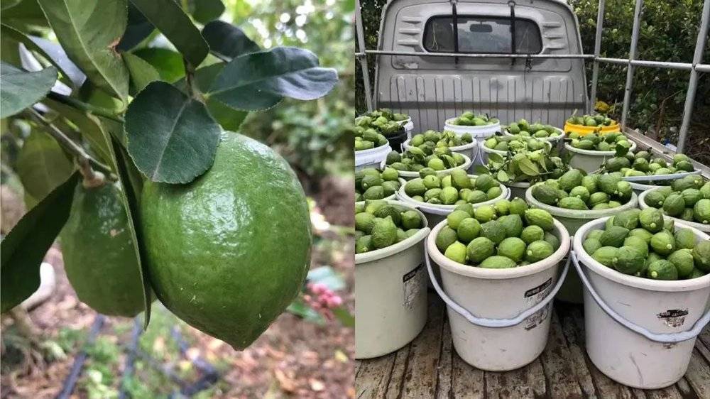 古典徽商改写平民创业者命运,古典微商