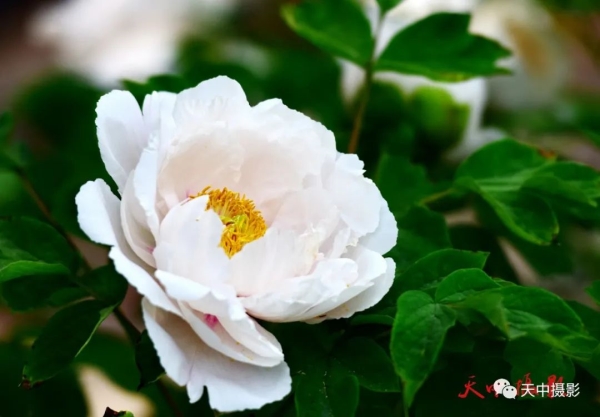 又到牡丹花开时不负光阴不负春