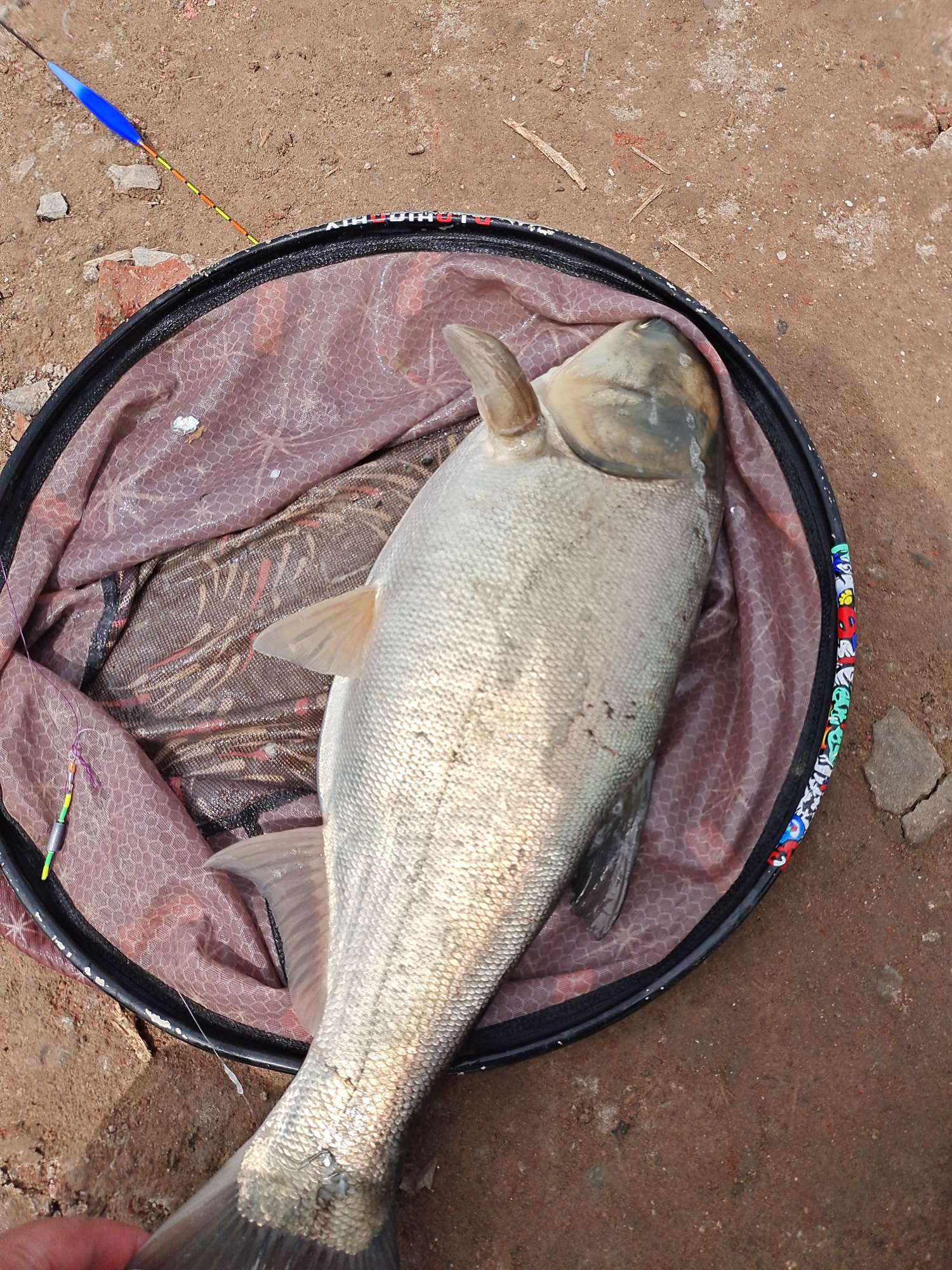 收获400斤巨鱼视频,四月收获记录