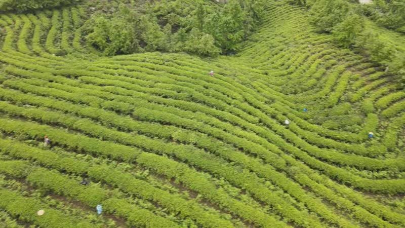 蓝山谷雨茶,仙居茶农抢摘雨前茶