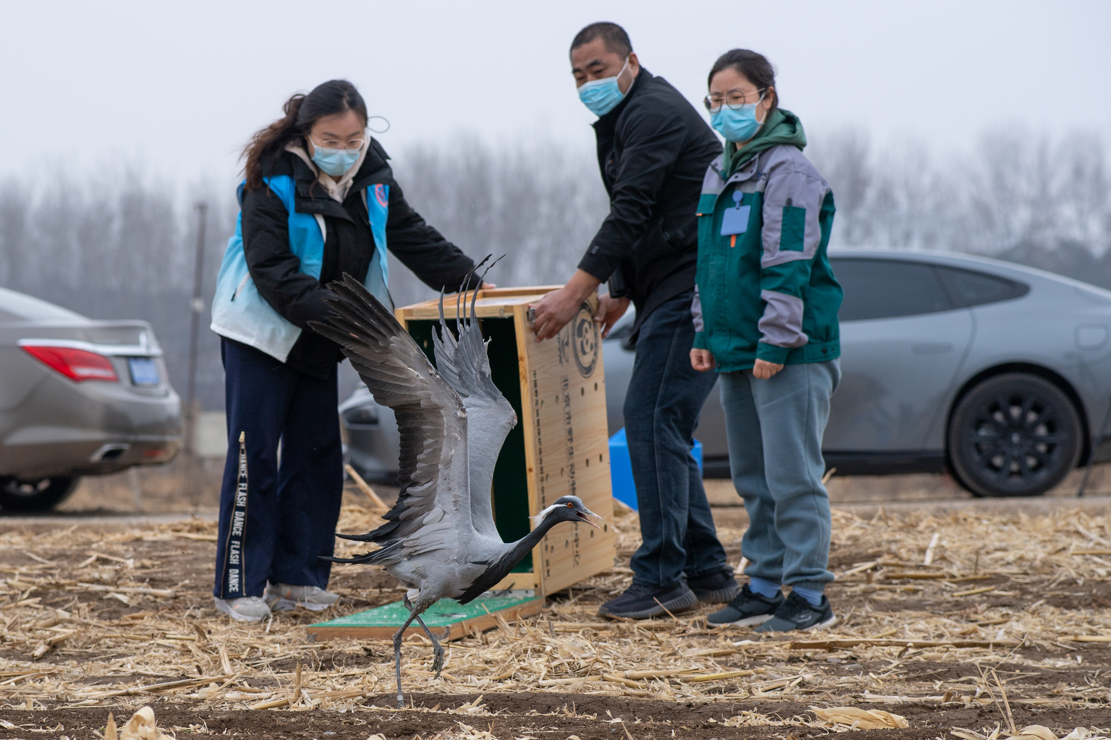 野生动物园医务人员,野生动物救护员