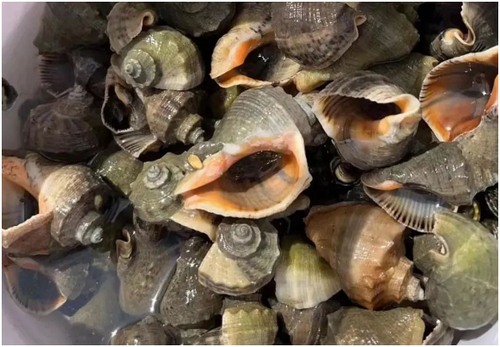 长海县旅游攻略海滩,长海县海岛赶海地点推荐