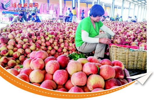 “大桃之乡”安丘市官庄镇打造果农增收新路径