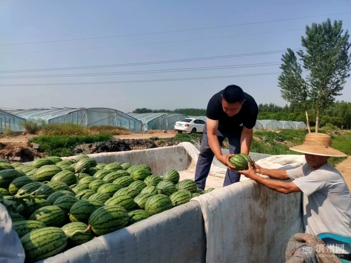 贵州丹寨吊瓜套种喜丰收,大棚葫芦瓜喜丰收