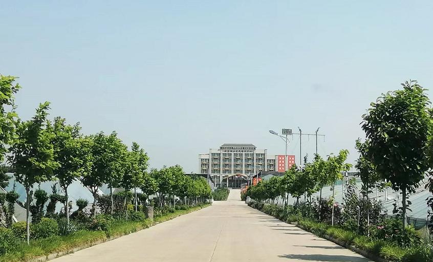 从空壳村到亿元村,从空心到振兴的蝶变之源