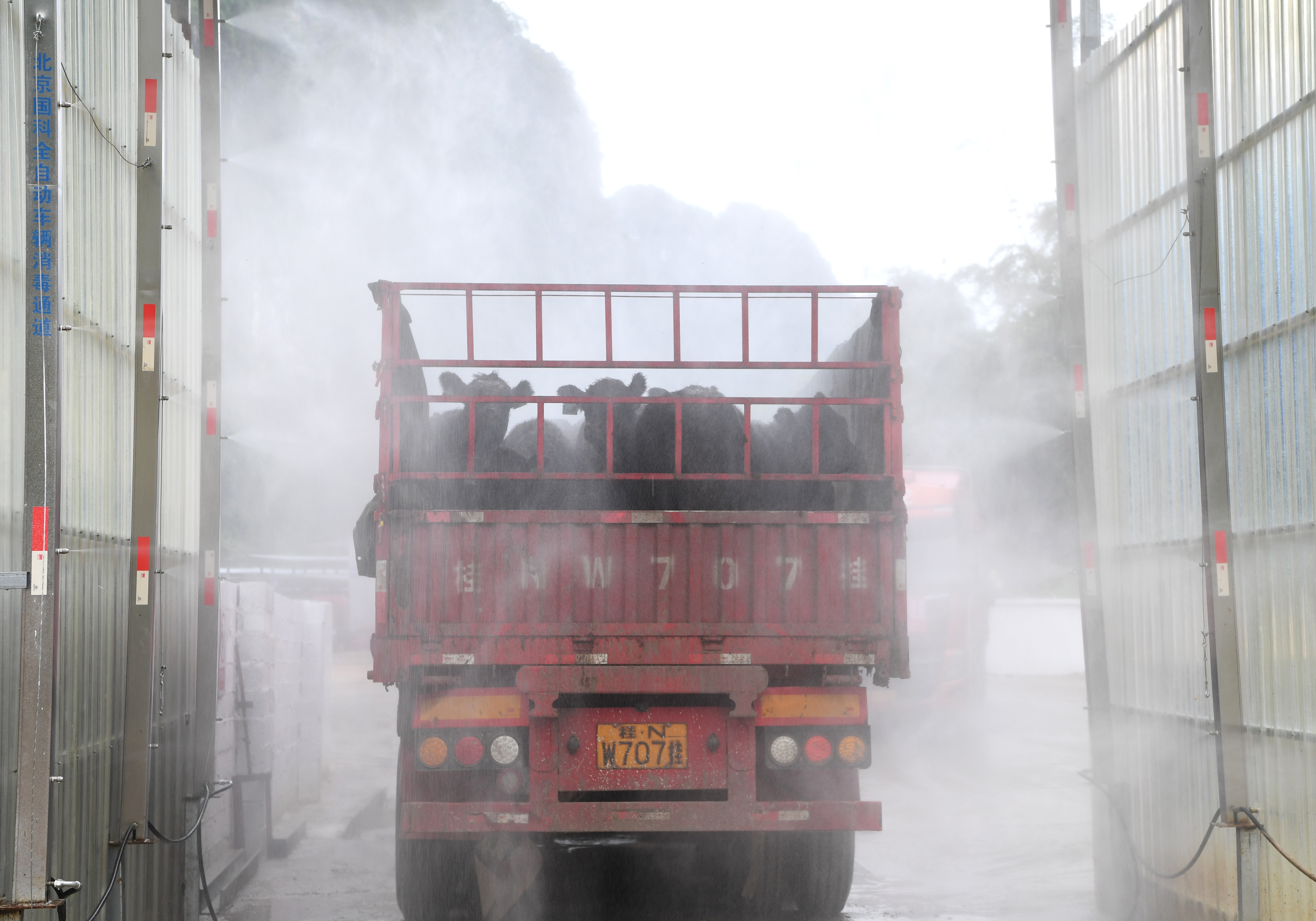 （经济）万头新西兰种牛将“落户”崇左