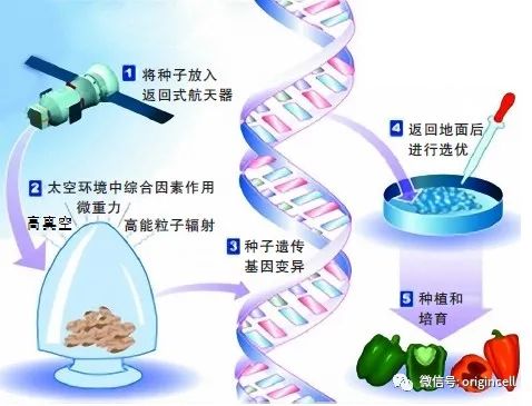 恭喜，龙岩的种子上天啦！！可是，你知道为什么吗？