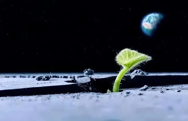 恭喜，龙岩的种子上天啦！！可是，你知道为什么吗？