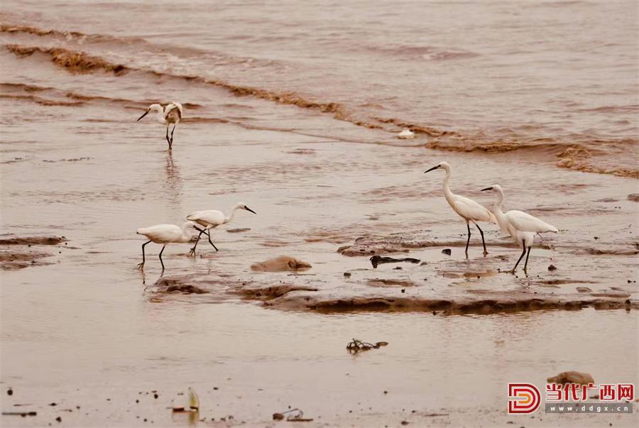 5000公里，守护“北部湾的微笑”