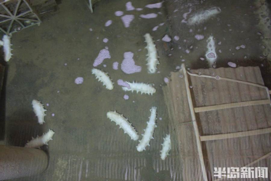 好参鲜食海参,海参价格一览表2022年光参