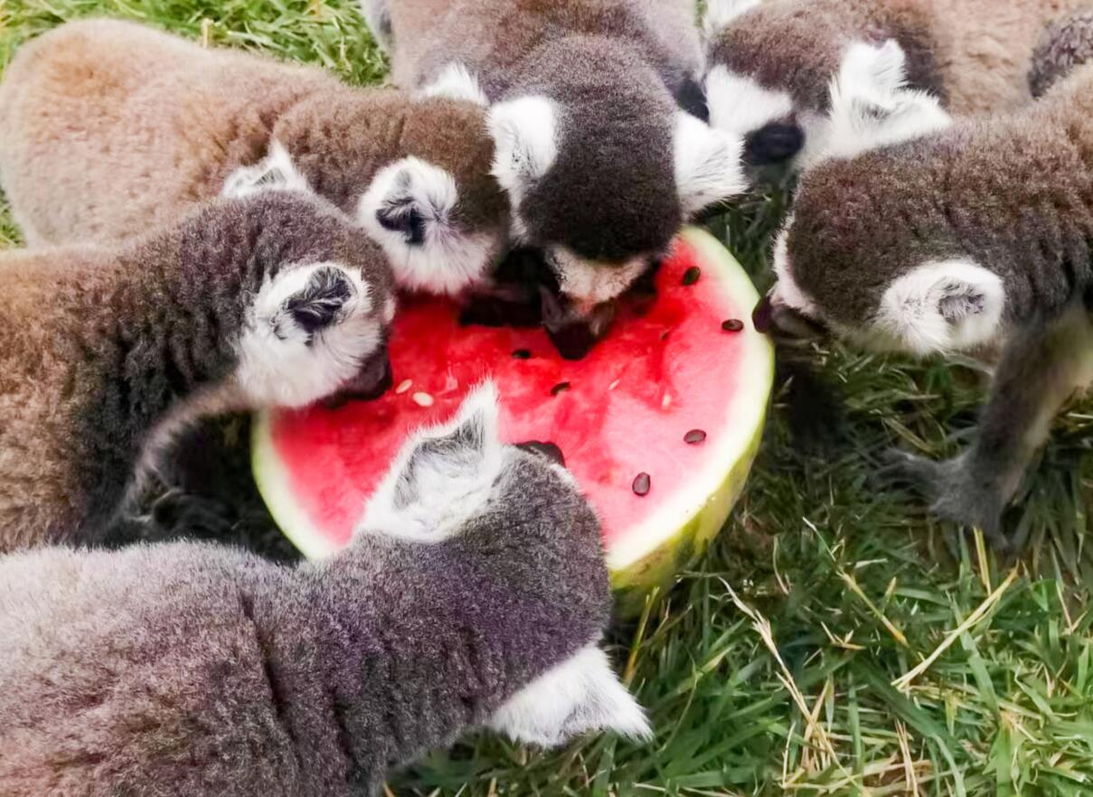 宠物夏日防暑知识,了解下夏天动物怎么防暑降温的