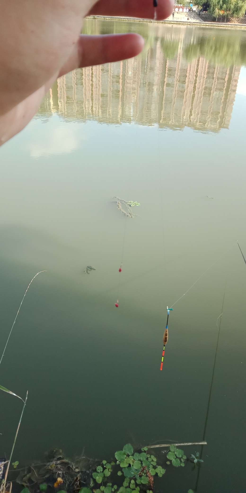 浑身亮甲如新衣，一生靓仔它美气