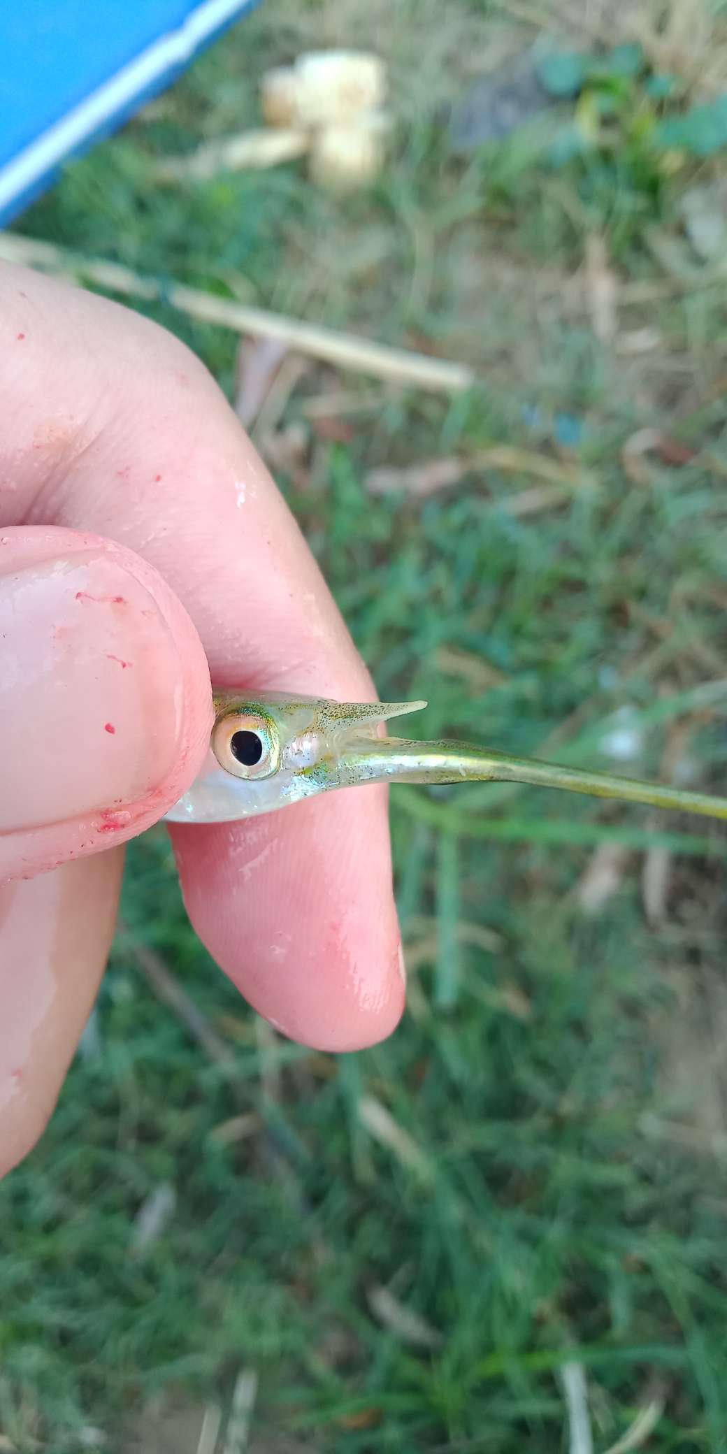 浑身亮甲如新衣，一生靓仔它美气