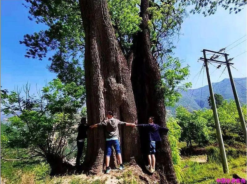 刚直挺拔，疏而不屈，夏天吃它的果实，可清热解毒、味苦回甘如橄榄