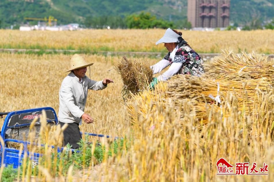甘肃小麦亩产视频,小麦晚熟高产品种