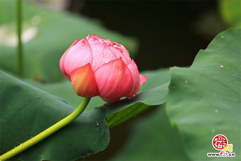 记忆中最美的花大明湖荷花,欣赏大明湖的荷花
