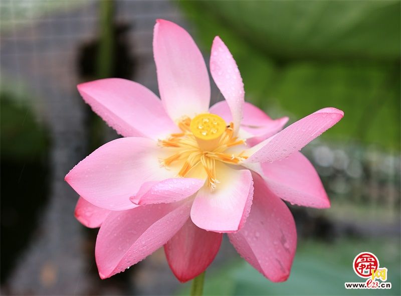 记忆中最美的花大明湖荷花,欣赏大明湖的荷花