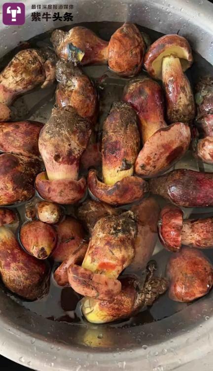 江西女子网购见手青，又炒又煮近30分钟还是中毒了！送入ICU血透…