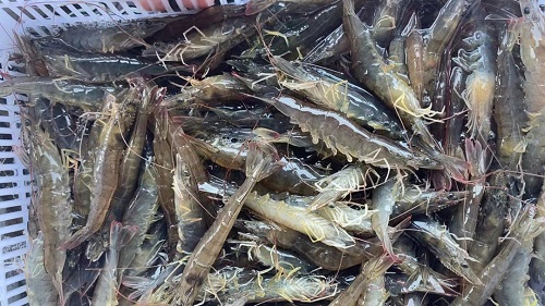 赞!一天一个价,江苏30条对虾冲到24块!南方也缺货,下个月还会持续涨价?但虾农如何熬过高温天?