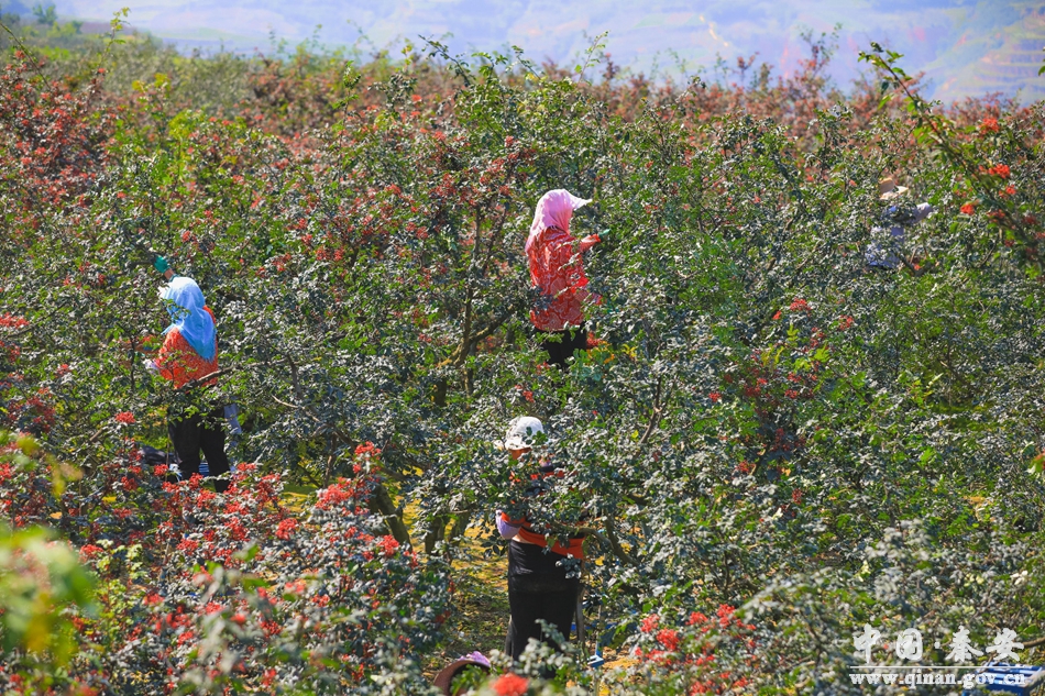 秦安王铺花椒种植技术,秦安多措并举保障花椒丰产丰收