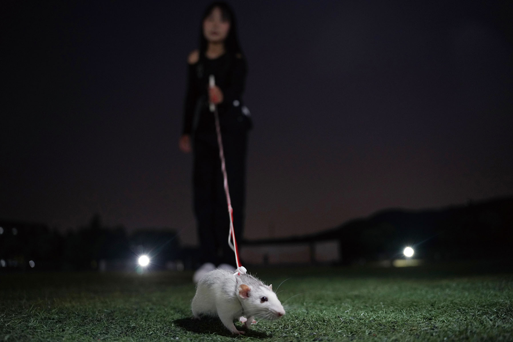 疫情下的大学,上海最新疫情影响下的大学