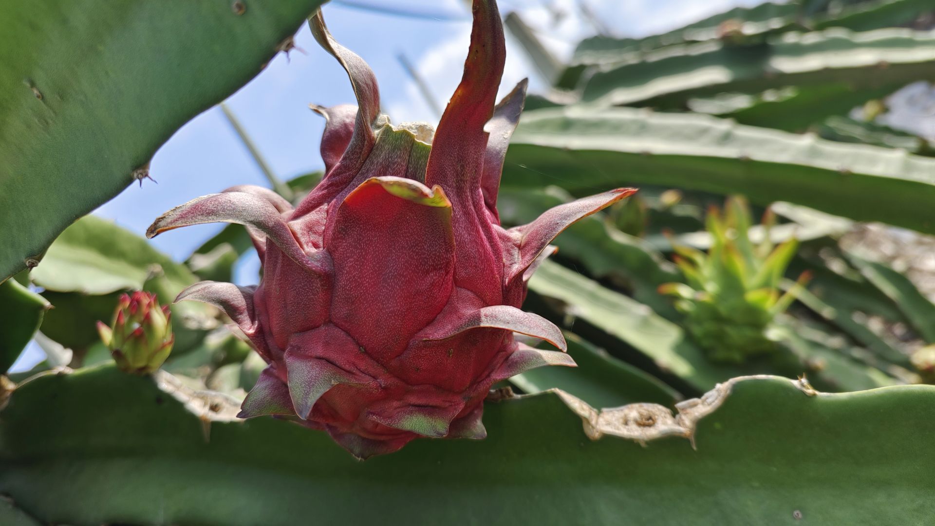 走进县城看发展｜火龙果化身“致富果”隆安县特色农业发展红红火火