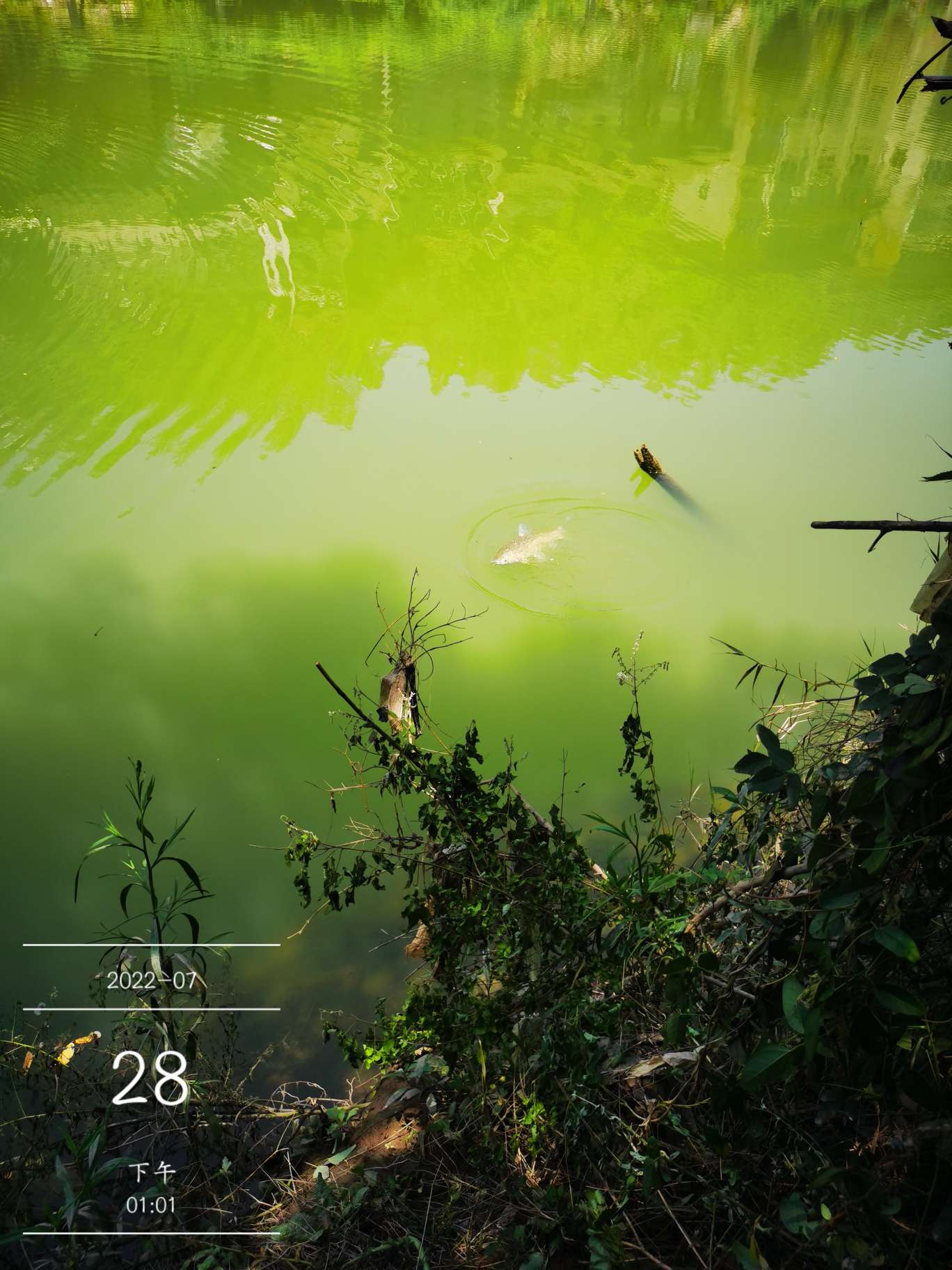 「七月鱼获」骗最憨的巨草！上最憨的洋当