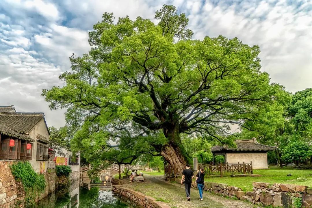 苏州赏花旅游攻略一日游,苏州花海旅游攻略