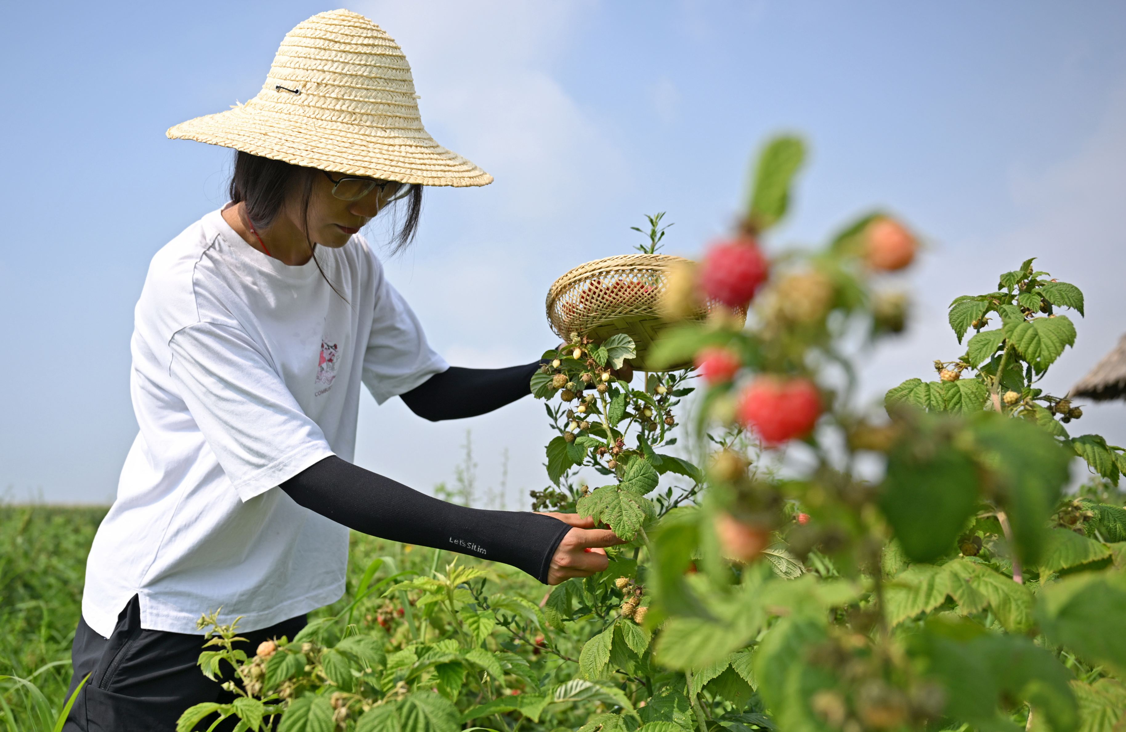 贺兰山下红树莓,树莓喜获丰收