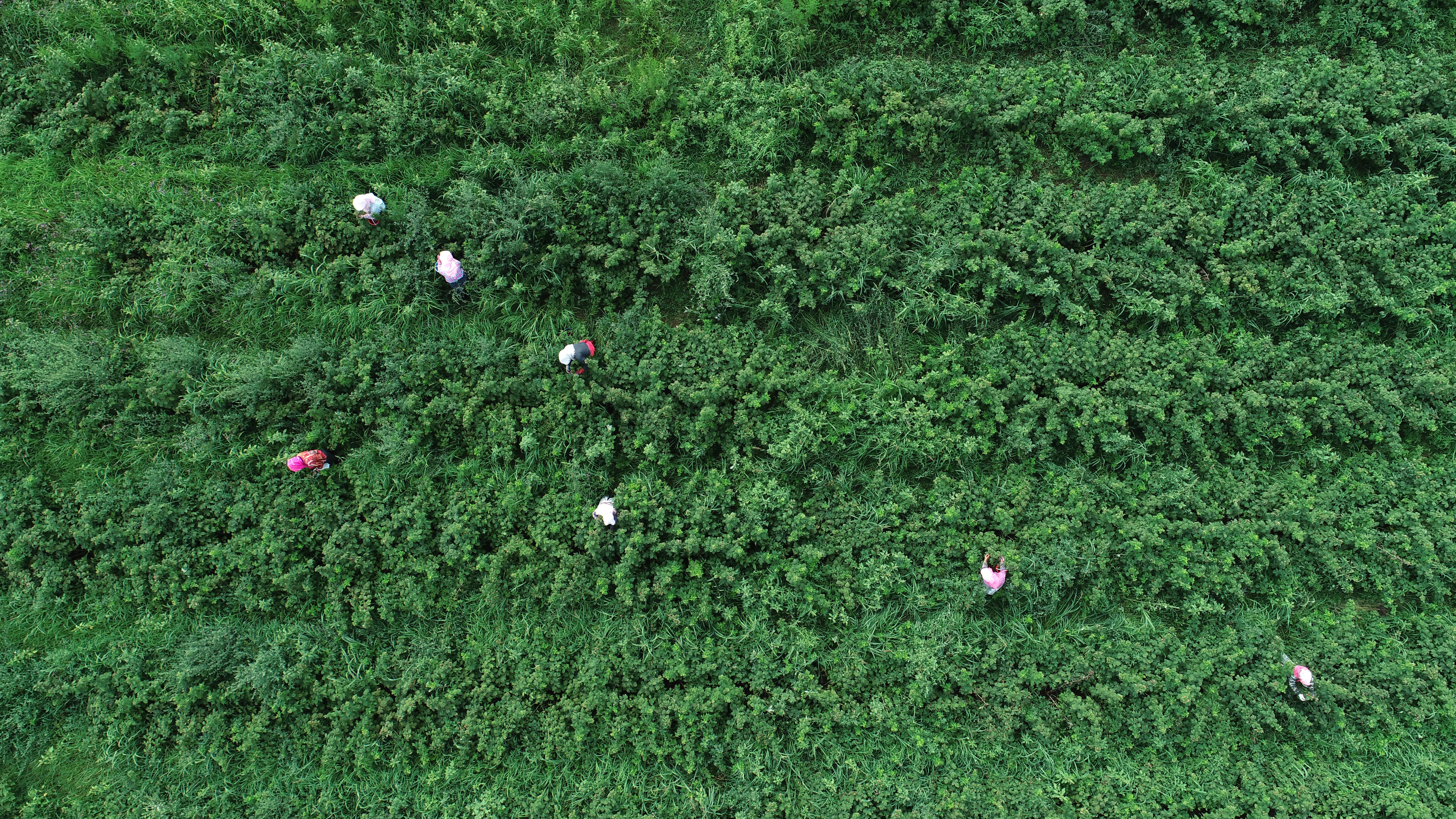 贺兰山下红树莓,树莓喜获丰收