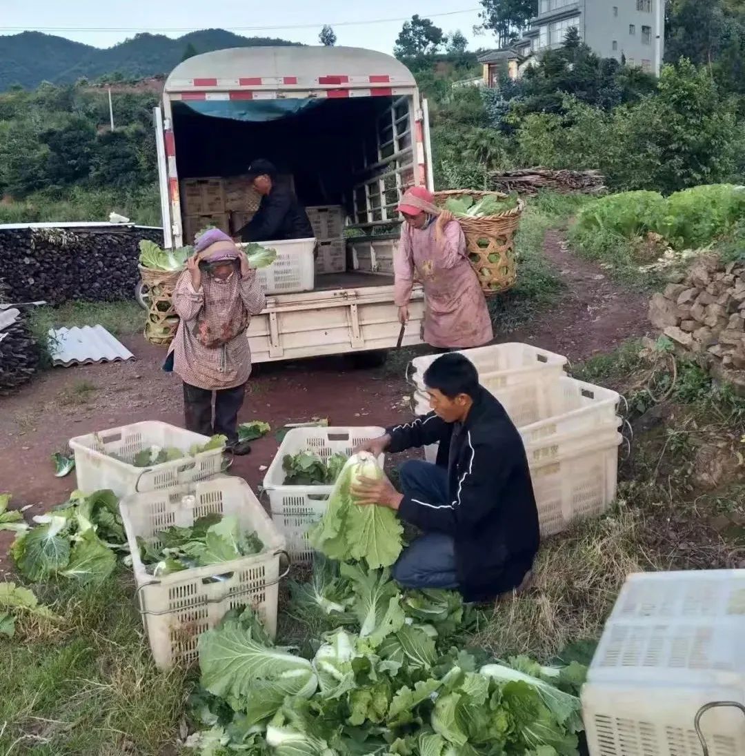 今年大白菜又丰收了,有机大白菜多少钱一斤